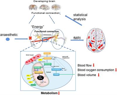 Effect of Anesthetics on Functional Connectivity of Developing Brain